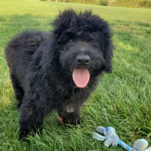 Goldendoodle Puppy Elan