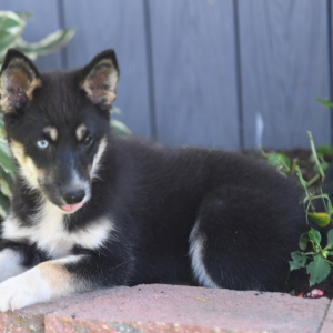Pomsky Puppy Sporty