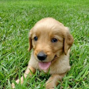 Golden Retriever Puppy Koda