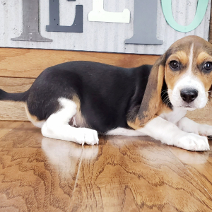 Beagle Puppy Cooper