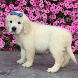 Golden Retriever Puppy Fairy