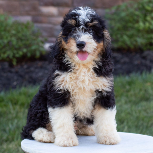 Bernedoodle Puppy Mickey