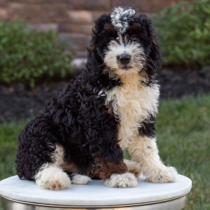 Bernedoodle Puppy Penny
