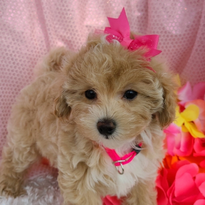 Maltipoo Puppy Frankie