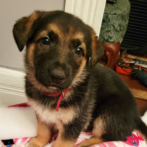 German Shepherd Dog Puppy Mercedes