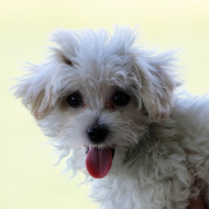 Maltipoo Puppy Conrad