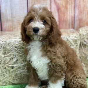 Cavapoo Puppy Dax
