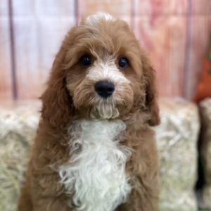 Cavapoo Puppy Dax