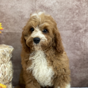Cavapoo Puppy Dax