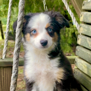 Australian Shepherd Puppy Hurley
