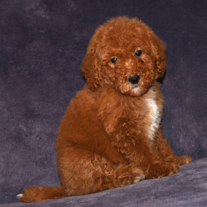 Goldendoodle Puppy Garfield
