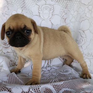 Pug Puppy Barbie