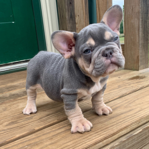 French Bulldog Puppy Blazer