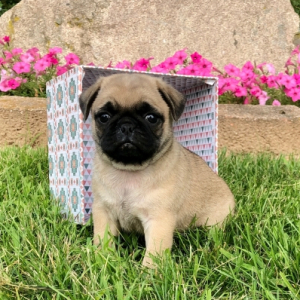 Pug Puppy Bella
