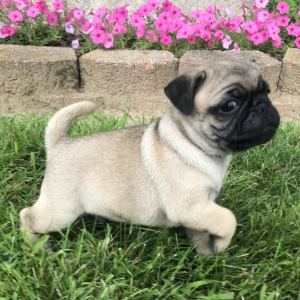 Pug Puppy Bello