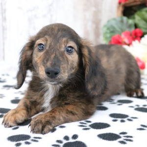 Dachshund Puppy Ranger