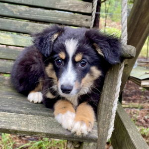 Australian Shepherd Puppy Roo
