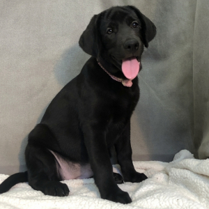 Labrador Retriever Puppy Zeeva