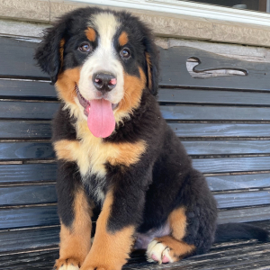 Bernese Mountain Dog Puppy Clete