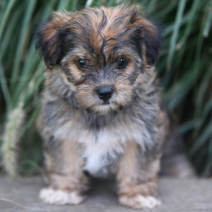 Shorkie Puppy Beverly