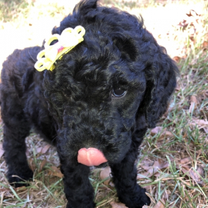 Labradoodle Puppy Blair