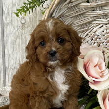 Cavapoo Puppy Fenna