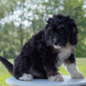 Bernedoodle Puppy Sophie