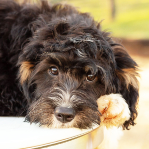 Bernedoodle Puppy Sophie