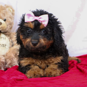 Bernedoodle Puppy Jessica