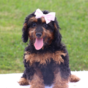 Bernedoodle Puppy Jessica