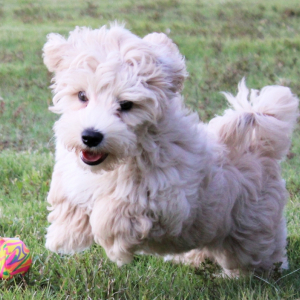 Maltipoo Puppy Toby