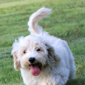 Maltipoo Puppy Rowdy