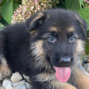 German Shepherd Dog Puppy Olivia