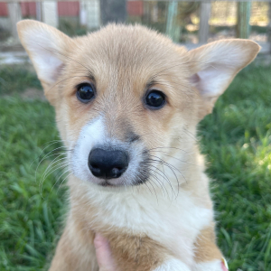 Pembroke Welsh Corgi Puppy Rudy