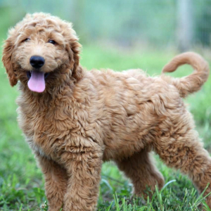 Goldendoodle Puppy Joseph