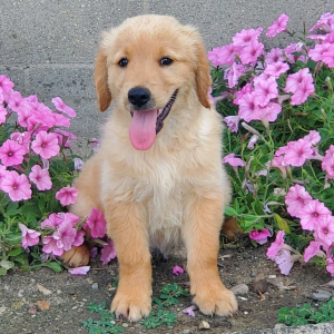 Golden Retriever Puppy Tommy