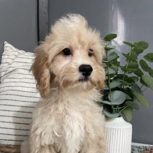 Cavapoo Puppy Tommy