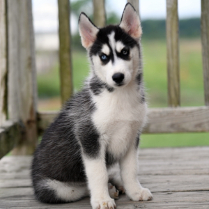 Siberian Husky Puppy Mocha