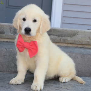 Golden Retriever Puppy Waffles