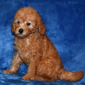 Goldendoodle Puppy Gracie