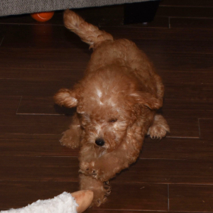 Goldendoodle Puppy Gracie