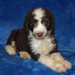 Aussiedoodle Puppy Drake