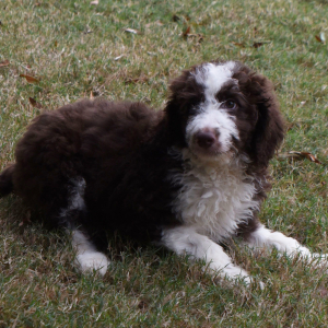 Aussiedoodle Puppy Drake