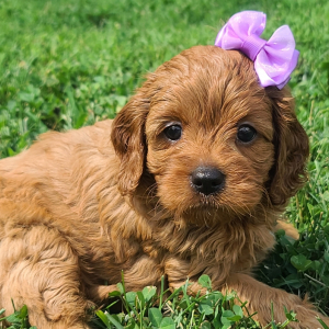 Cavapoo Puppy Lucy