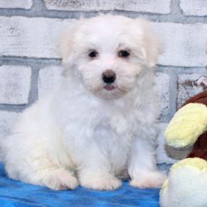 Maltese Puppy Leon