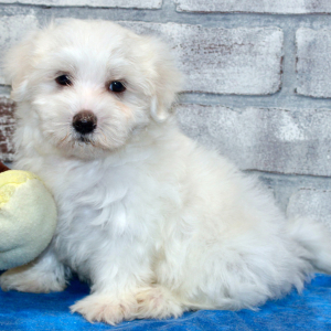 Maltese Puppy Leon