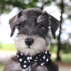Miniature Schnauzer Puppy Knight
