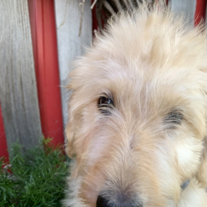 Labradoodle Puppy Creed