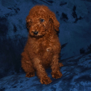 Poodle Puppy Jenna
