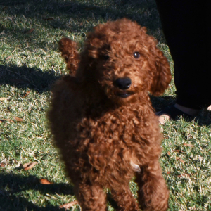 Poodle Puppy Jenna